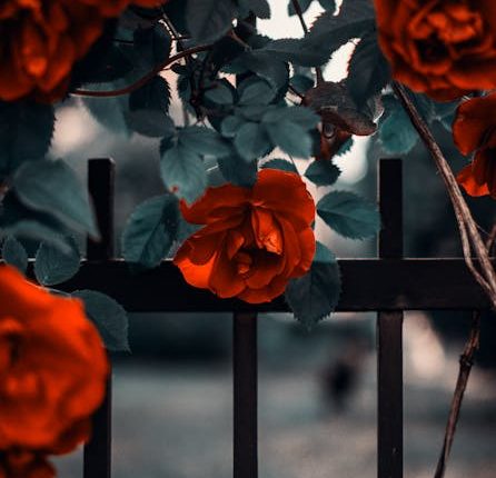 rose plant varieties